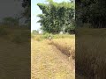 धान काटने वाला मशीन 2026 #riteshvlogsrv#farming #dhan #agriculture #shorts#shortvideo#shortvideo