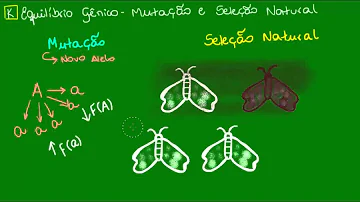 Por que a competição é essencial para que ocorra a seleção natural?