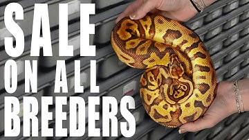 BREEDER BALL PYTHONS 25%OFF - Too Good to Be True?!
