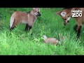 Our maned wolf pups have been named!