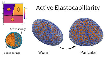 Active elastocapillarity - Supplementary movie