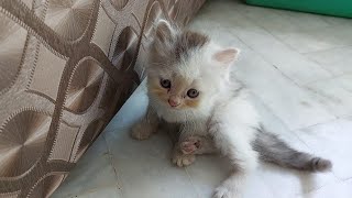 Adorable Kittens Are 45 Days Old Now And Cat Mom Started Weaning Them