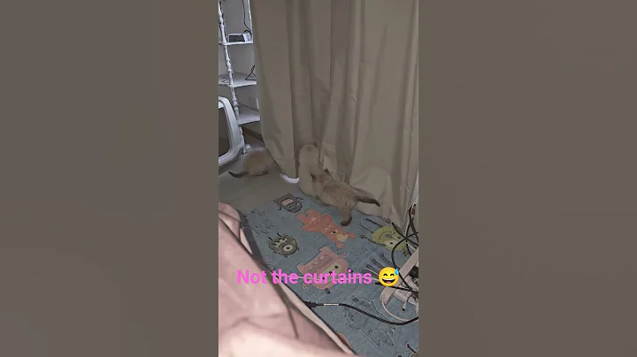 Video 11372171: cat kitten pets funnycat, kitten pet animal funnycat, kitten cute pets funnycat