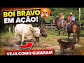 Nunca vi um boi desse jeito 😱🐂 #fazenda