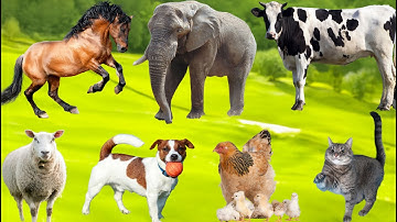 Beautiful Animal Moments: Elephant, Cow, Sheep, Dog, Cat, Chicken, Goat - Animal Video
