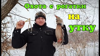 Охота на утку с рогатки.