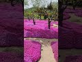 카페덕천418에서 엄마랑 꽃잔디밭을 걸어요~