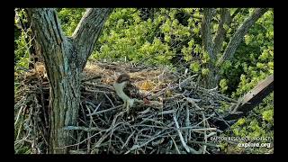 Decorah North Eagles - Red-tailed Hawk on nest- something calls in background/explore.org 5/23/25