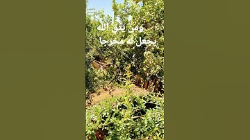 القرآن الكريم/ سورة الإسراء بصوت الحاج عامر الكاظمي/اللهم صل وسلم على نبينا محمد ( السلام عليكم )