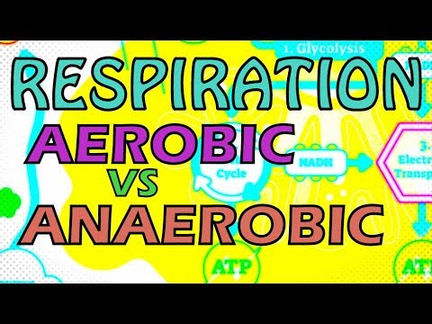 RESPIRATION - AEROBIC