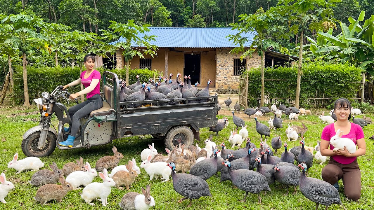 Harvesting Pheasants & Rabbits, Use 3-Wheeled Truck To Transport Goes To Market Sell