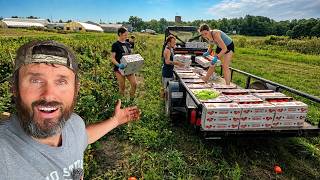 We Expected a Poor Tomato Harvest… Then Had Our Biggest Harvest of the Season