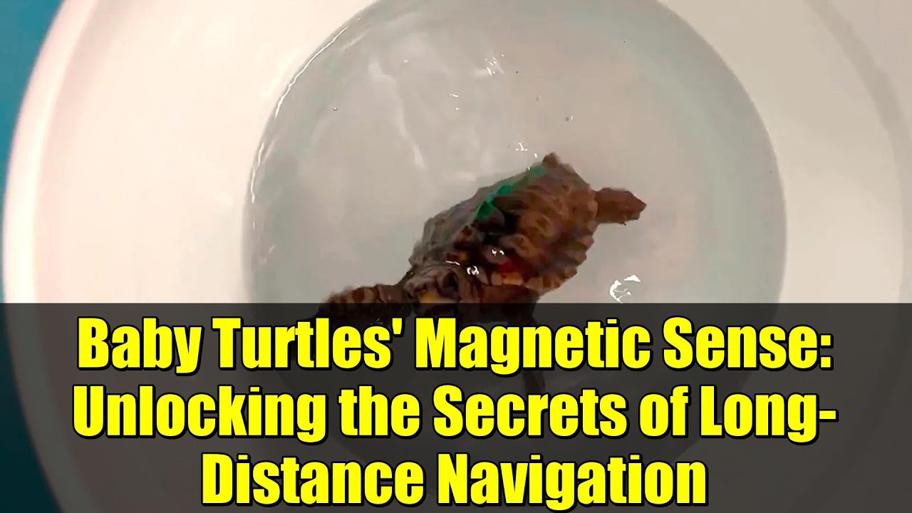 Baby Turtles' Magnetic Sense: Unlocking the Secrets of Long-Distance Navigation