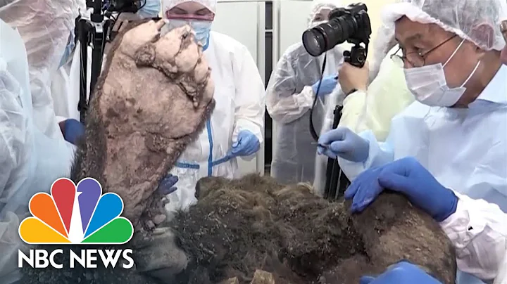 3,500-year-old bear found in permafrost examined by scientists - DayDayNews