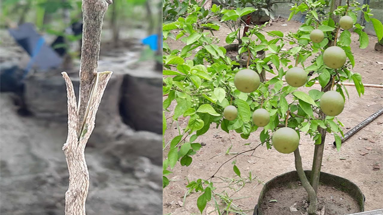 Wood Apple 'V' grafting technique with result (100% success)