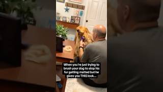 Funny Den Retriever Behavior