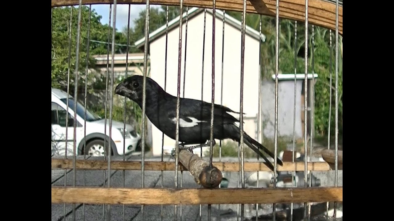 putting my cuban bullfinch in the backyard ,look what came by