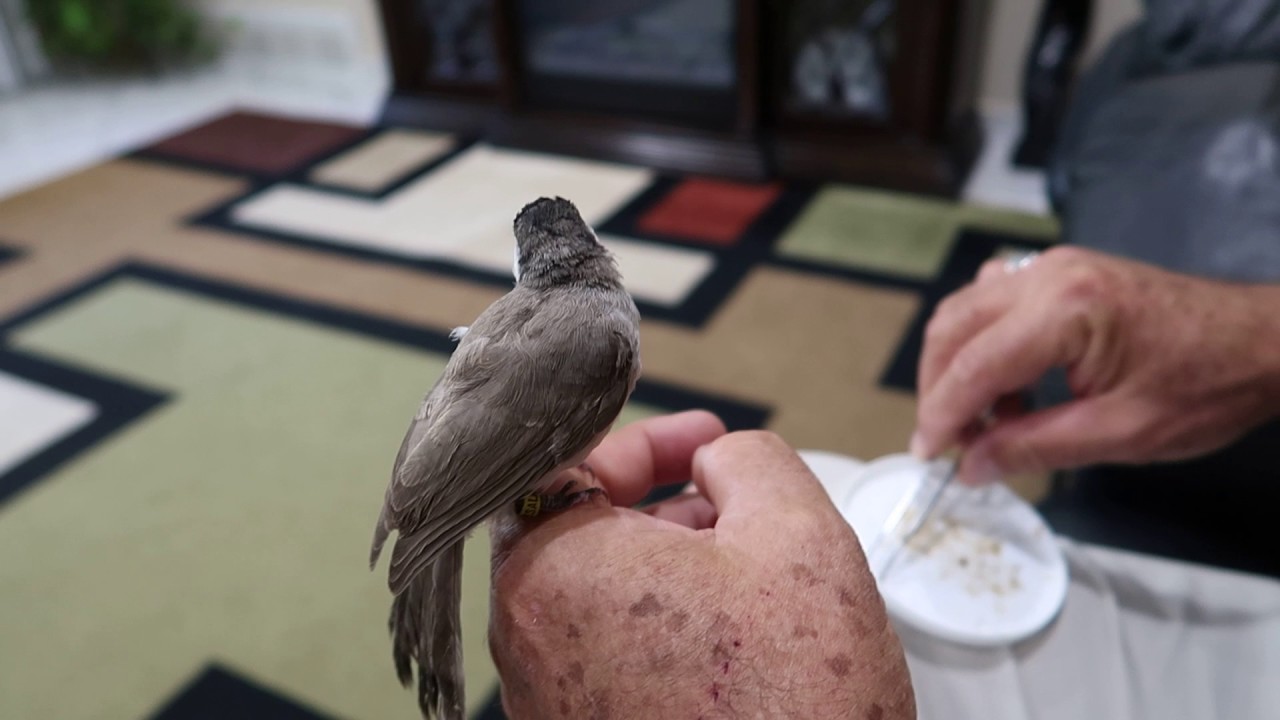 طريقة تدريب البلبل الصغير