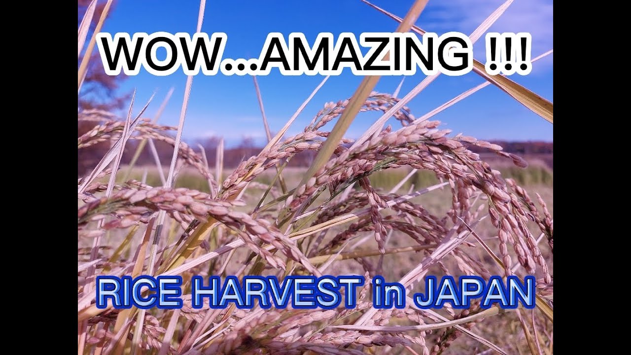 WOW...!!! | HARVESTING RICE IN JAPAN | ISEKI 448 オホーツク網走 - YouTube