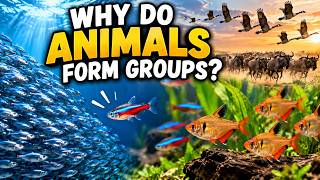 Safety in Numbers: Why Do Animals Stick Together | 3-LS2-1
