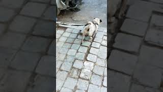 Elif Ile Rıfkı Baba