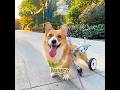 Have you ever seen such a hardworking dog?#pet #shuorts #funny