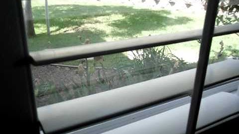 Crazy Roadrunner.AVI