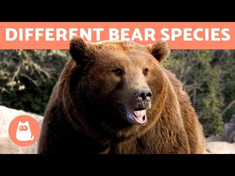 Video: Types of bears: photos and names. Types of polar bears