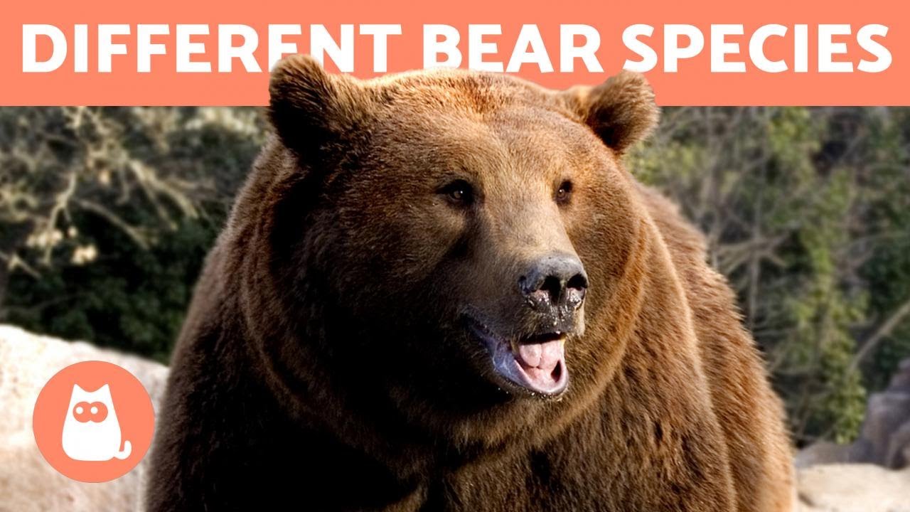 All The Different Types Of BEAR YouTube