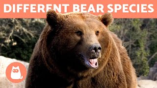 All the Different Types of BEAR