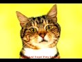 2010 Swackhamer Video Contest Entry- Cat and Kitty Chat