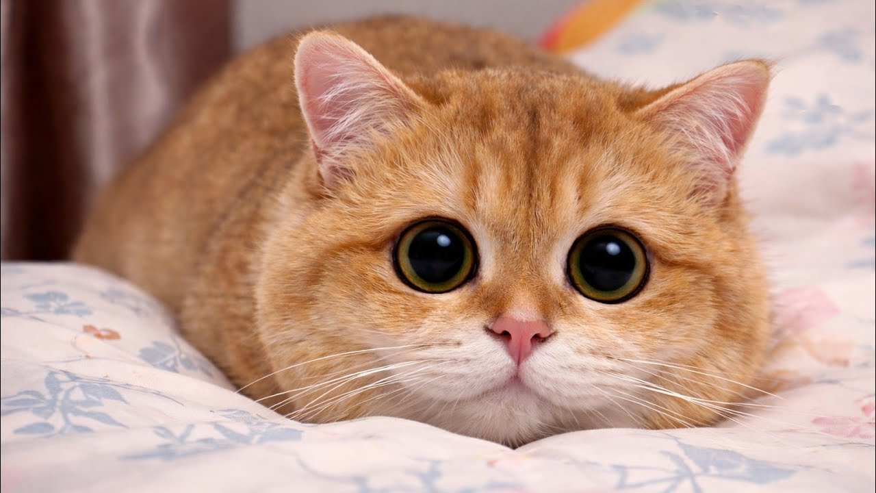 You Will Laugh in 60 Seconds – The Cutest Cat Challenge 😂🐱 (99% Impossible)”