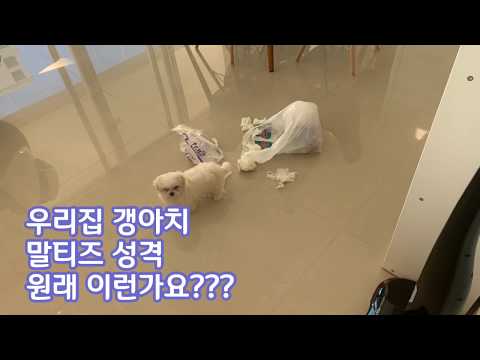 새끼강아지 짖는소리, 3개월차 강아지 개짖는소리