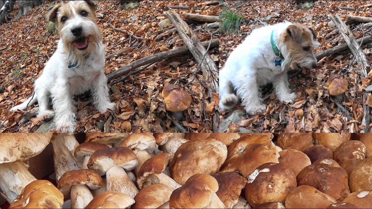 Педро вернулся- красивые белые грибы - октябрь 2022 парк ста озер