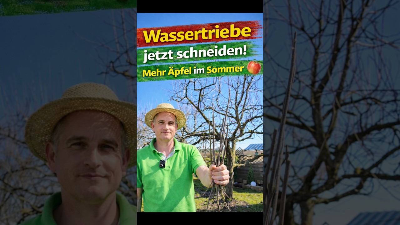 Apfelbaum jetzt verschneiden,Wassertriebe entfernen um eine reichhaltige Apfelernte zu haben.#info