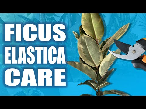 7 Essential Care Tips For Ficus Elastica: Rubber Plant