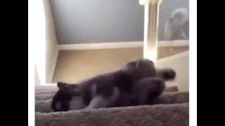 The Lion King / Death of Mufasa. The Lion King / Death of Mufasa.