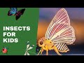 Insect Learning Quiz