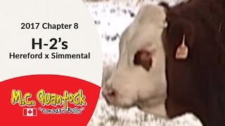 H-2 - Hereford x Simmental - Calving Ease Bulls For Sale in Saskatchewan in 2017 H-2 - Hereford x Simmental - Calving Ease Bulls For Sale in Saskatchewan in 2017