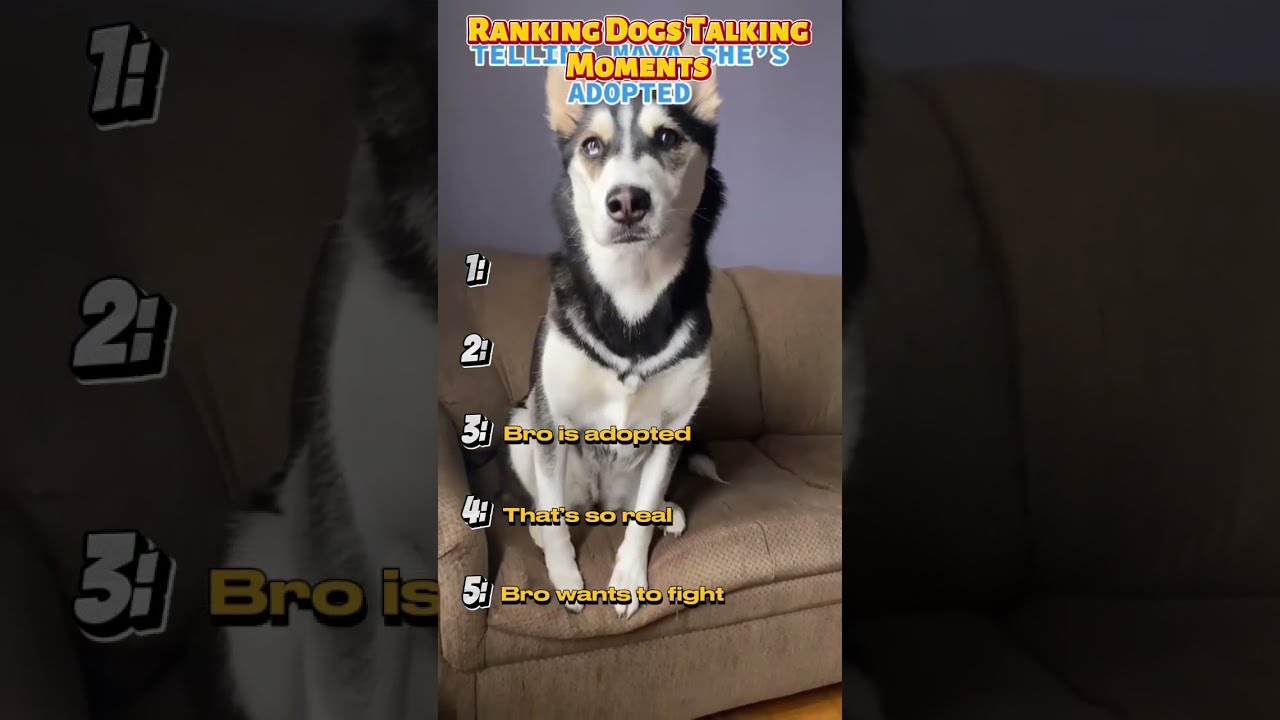Ranking Funniest Dogs Talking Back Moments 