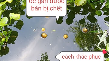 cách khắc phục khi nuôi ốc nhồi thương phẩm bị chết