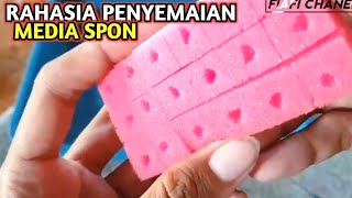 Cara menyemai Sawi Pakcoy Dengan Spon busa || Cara semai Sawi Hidroponik