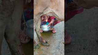 MILKING COW BY HAND || #Short