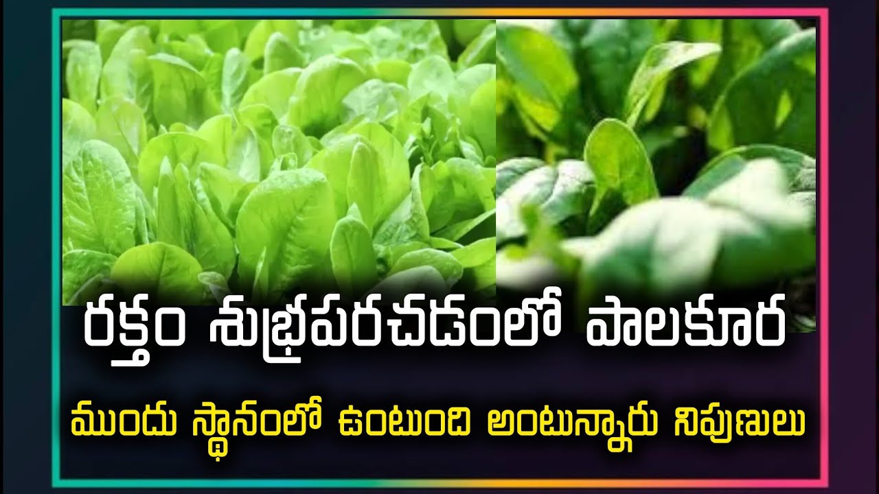 రక్తం శుభ్రపరచడంలో పాలకూర ముందు స్థానంలో ఉంటుంది Palak Health Benifits | Amazing Facts | Health Tips