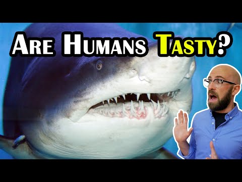 Do Sharks Really Not Like How Humans Taste? thumbnail
