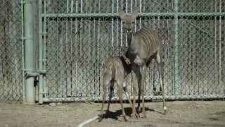 Baby Lesser Kudu Nursing