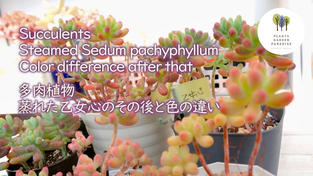 多肉植物 蒸れた乙女心と色の違う理由 Succulents Steamed Pachyphyllum Reasons For Different Colors Vlog Youtube