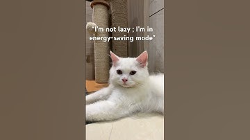I’m not lazy; I’m in energy-saving mode #cat #trending #catlover #dailyvlog #kitten #instagram