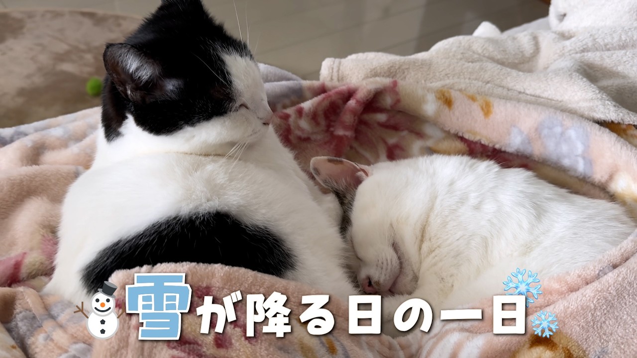 Кот, удивленный снегом, еще раз огляделся, увидев улицу. Эпизод 106