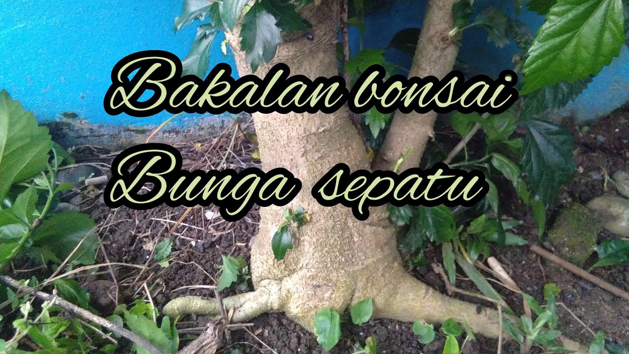 Bakalan Bonsai Bunga Kembang Sepatu Yang Indah Youtube